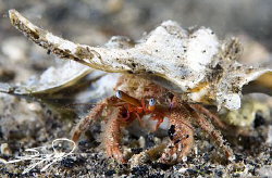 Hermit Crab by Nicholas Samaras 
